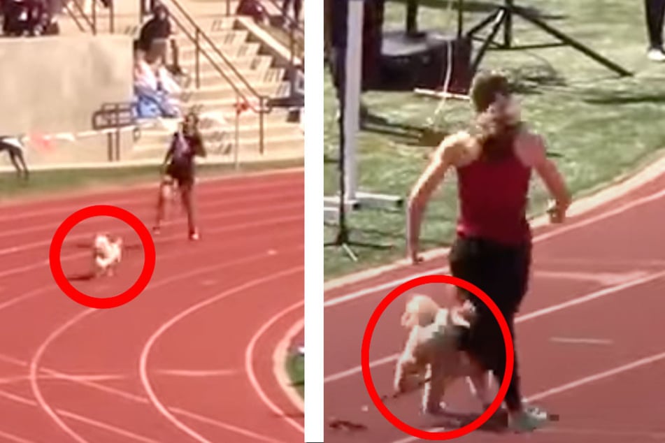 Runaway dog races to a track meet finish line and nearly breaks the world record