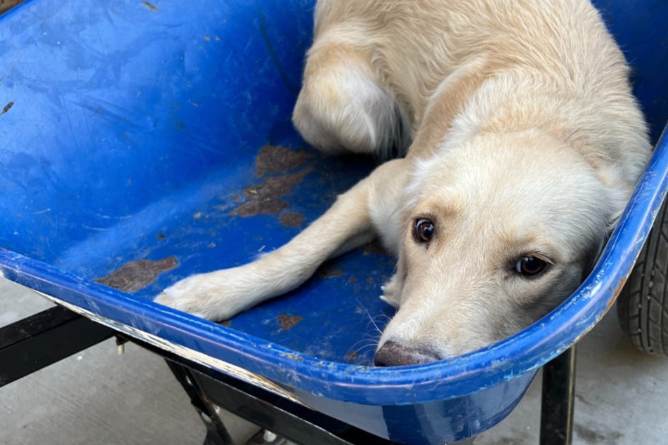 Eight-month-old dog saved by a miracle ahead of scheduled euthanasia