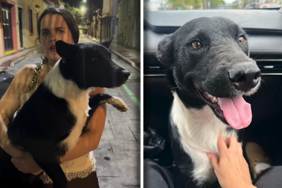 In the Instagram video, Andrea grabbed the dog in her arms.