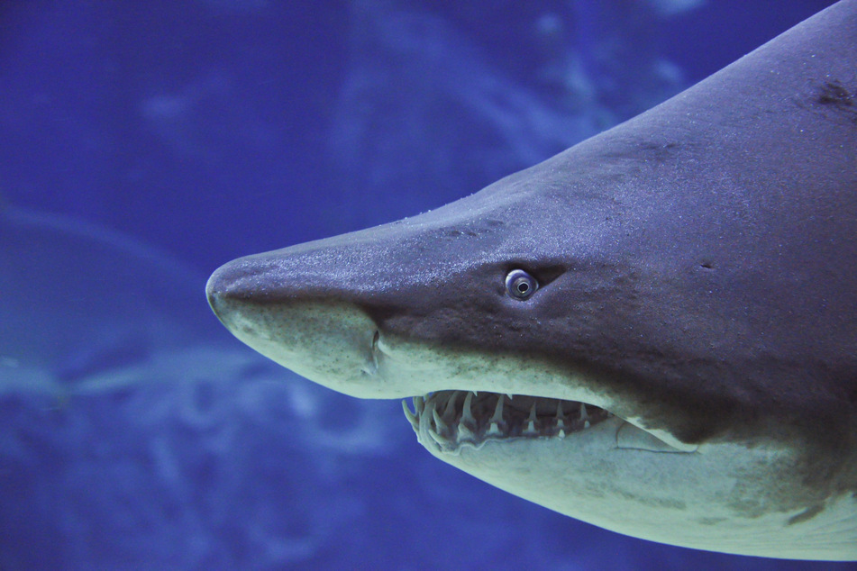 New York beaches closed for swimmers after shark sightings