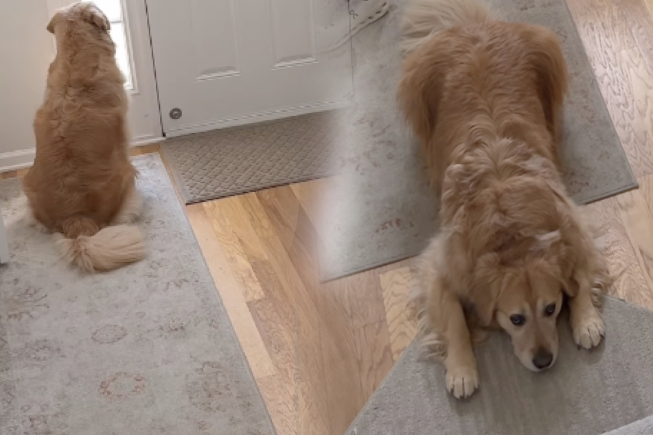 Dog is heartbroken when brother leaves for first day of preschool: "He froze"