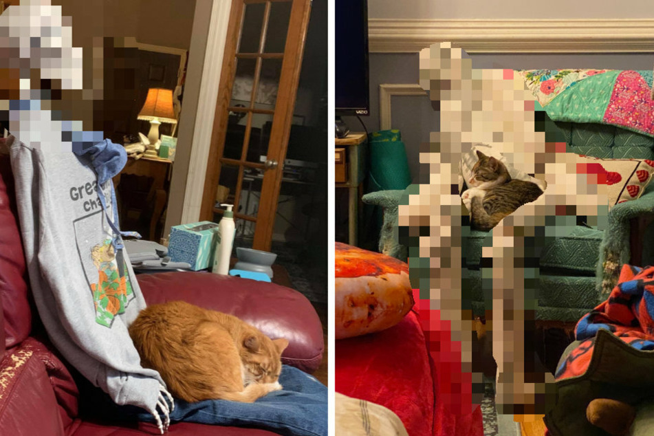 Cats only need the bare bones to get comfortable and this viral tweet proves it