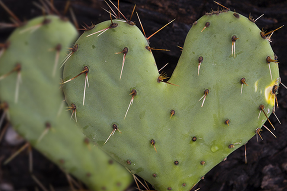 Austin Amor: Valentine's Day suggestions for the single and the boo'd up