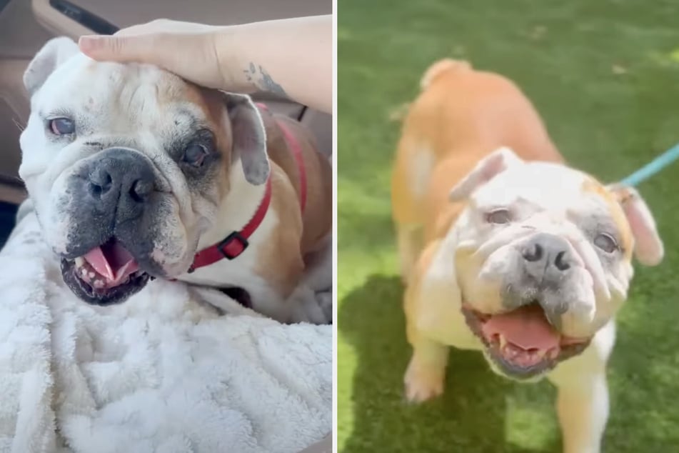 The bulldog was once rescued from euthanasia. Now the shelter is urgently looking for a home for this pup.