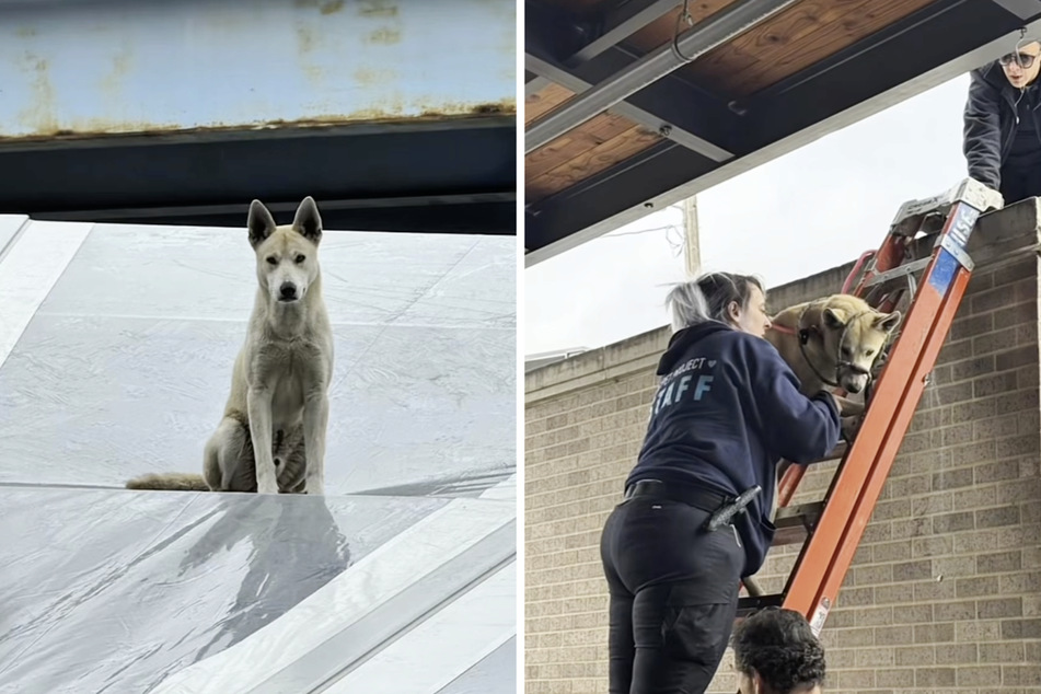 With the help of several animal shelter employees, the exhausted dog was finally rescued.