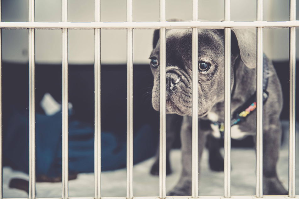 Adopting a rescue dog can be a tricky but very rewarding process.