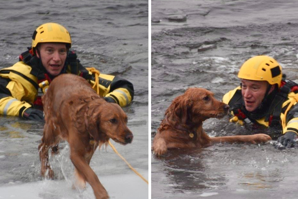 Tika the dog found herself stranded in a frozen river and firefighters jumped into action to save her from drowning.