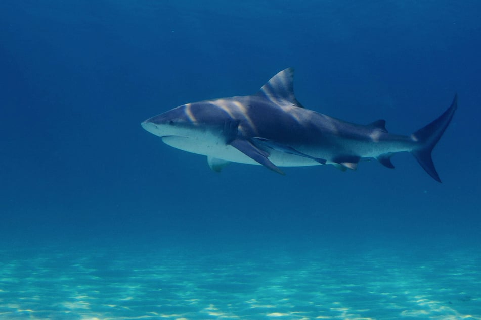 A shark fatally attacked a swimmer in South Africa on Tuesday (stock image).