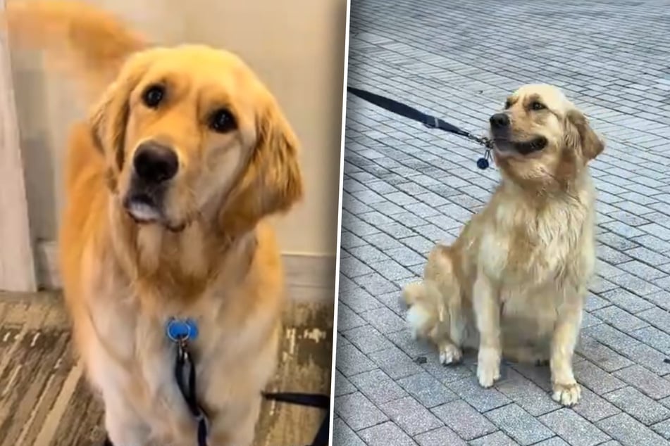Golden Retriever is utterly heartbroken after owner's "ultimate betrayal"
