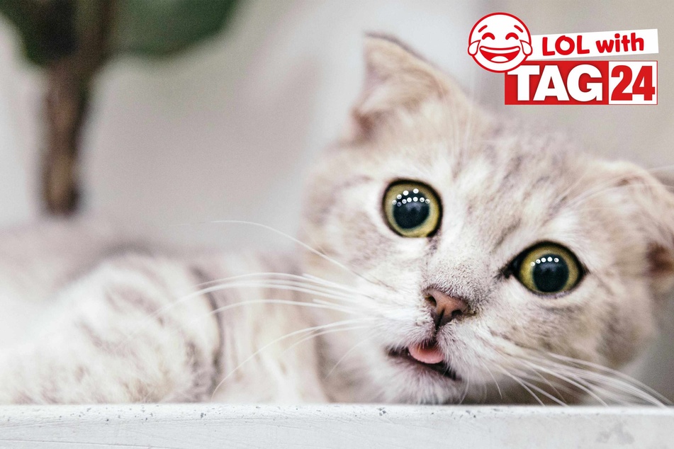 Joke of the Day for February 10, 2024: Get your funny on for Caturday