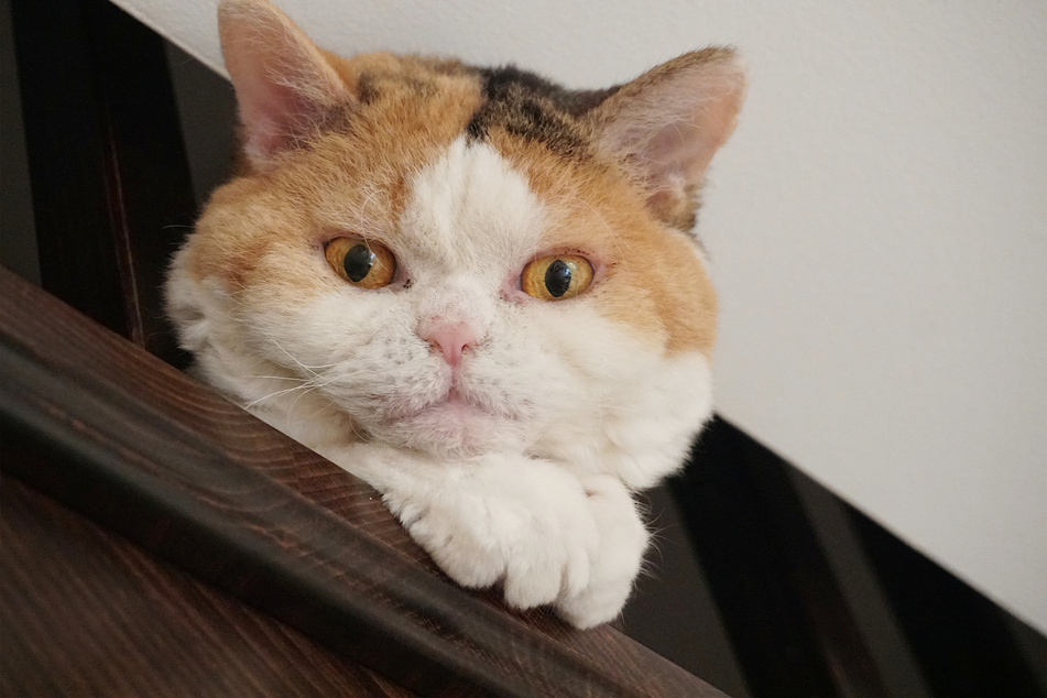 The Selkirk rex is the newest cat breed in the world.