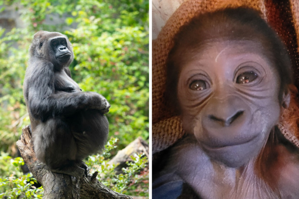 Adorable baby gorilla faces tough start at zoo after mom's rejection