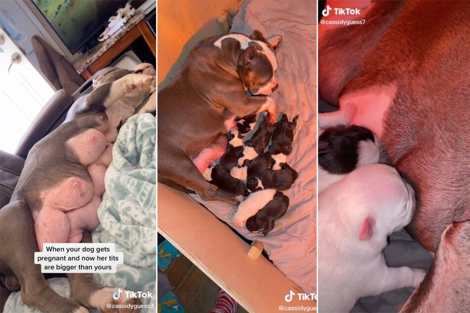 Ivey gave birth to ten puppies at once, and the little doggos are obviously very hungry.