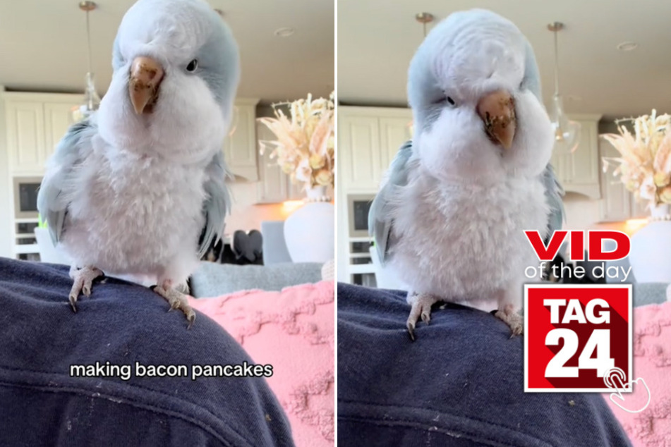 Viral Video of the Day for June 1, 2024: Bird goes bananas over bacon pancakes song!