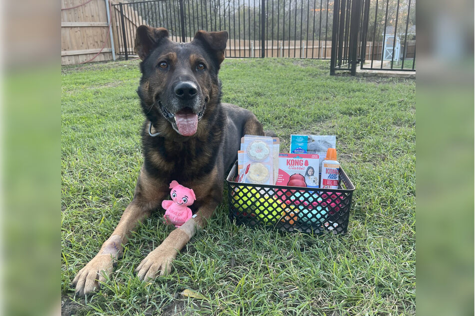 K-9 officer Jack the police dog was shot in the line of duty!