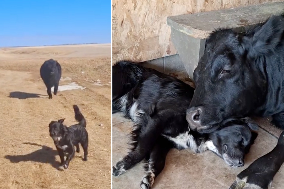 A dog and a cow in love? You may have to see it to believe it! A new viral video shows that genuine feelings can develop between very different animals.
