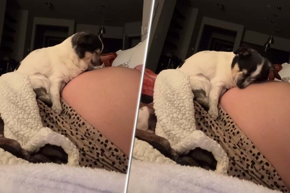 Dog loves to cuddle with owner's pregnant belly in sweet viral clips: "my friends in there"