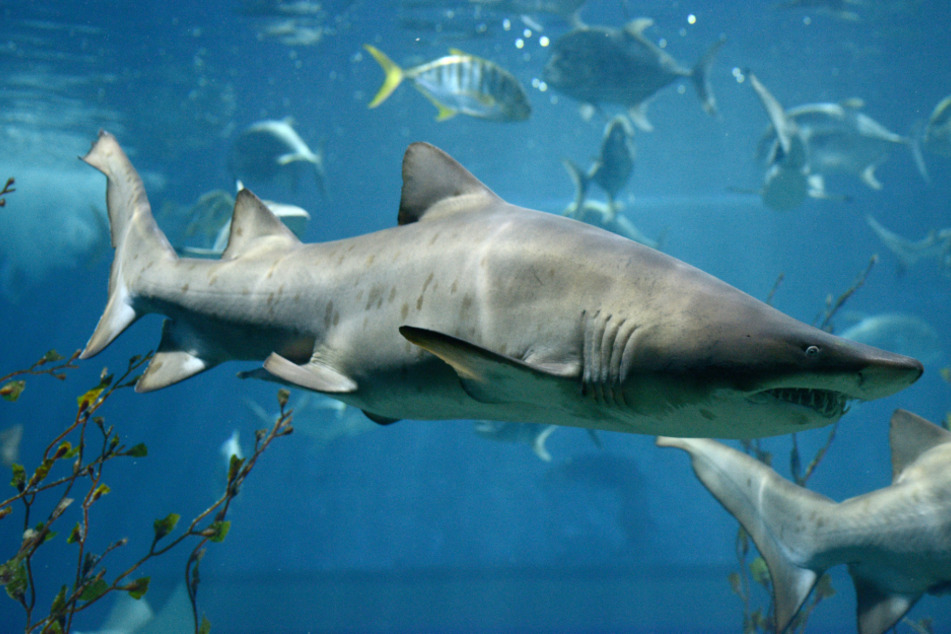 Superwoman: pregnant wife rescues her husband from a shark attack