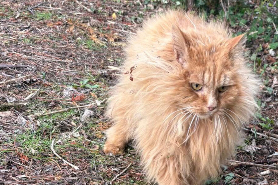 Elderly cat goes missing for years – as owner scrolls online, she is shocked at what she sees