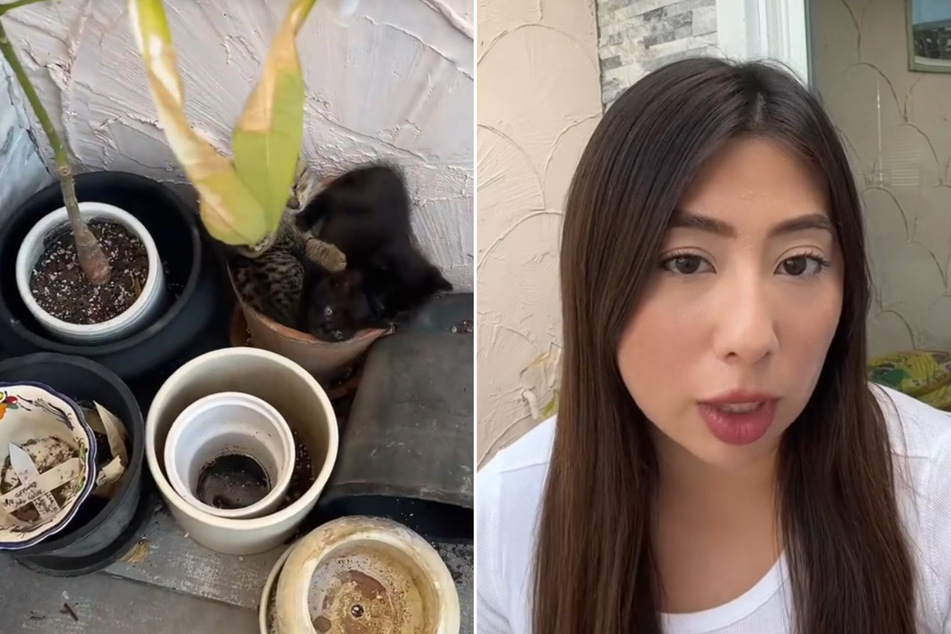 One day, Ileana was astonished to see not one, not two, not three, but four kittens making themselves at home in one of her flower pots.
