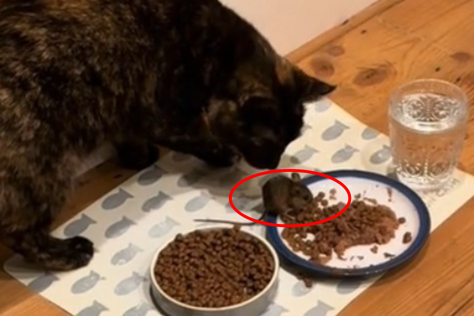 The little rodent sits calmly at one of the cats' food bowls to help itself to the food.