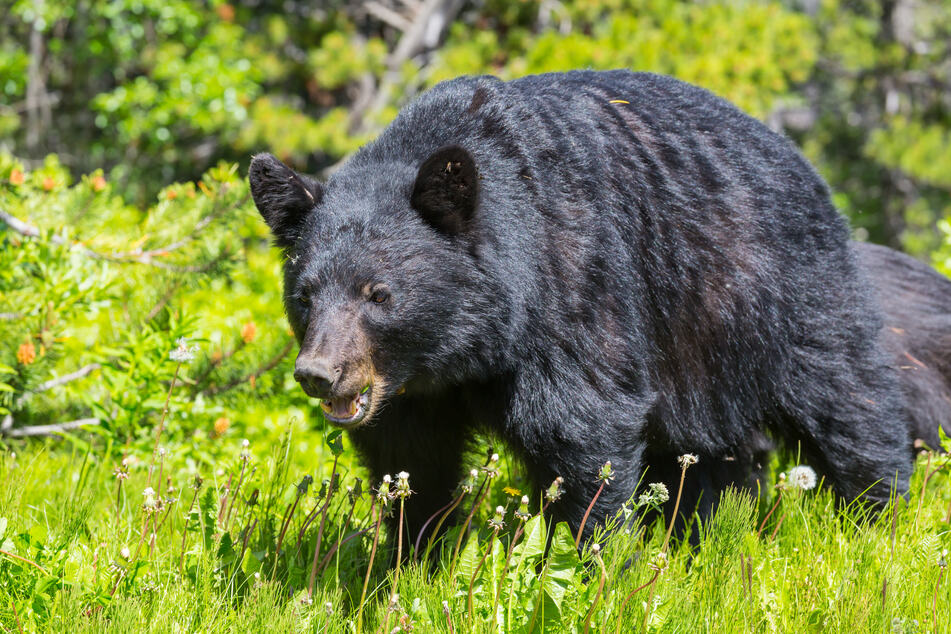 The woman who was attacked by the black bear is being treated for her injures at a local hospital.