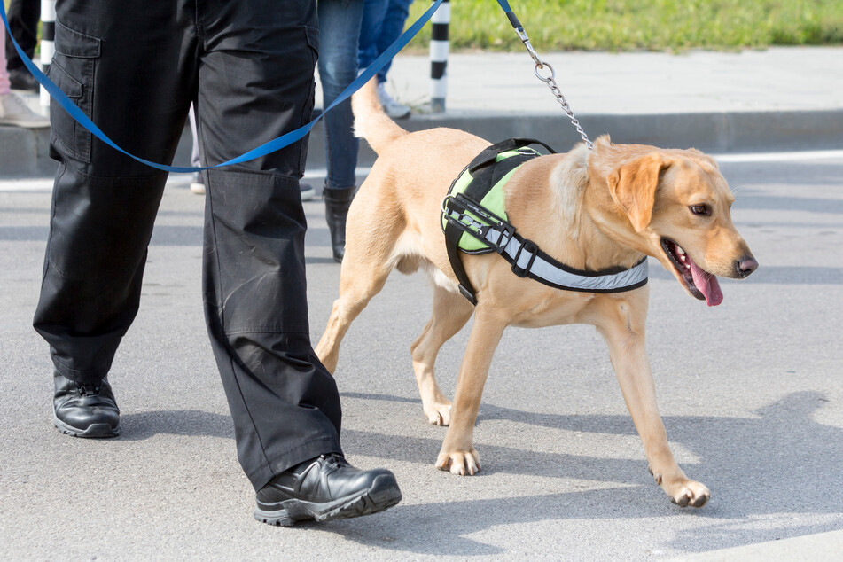 French study shows dogs detect Covid-19 faster than any test!