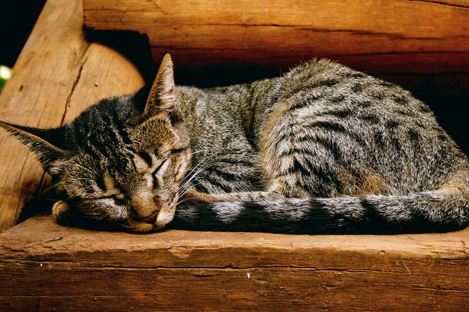 Cats need to reserve their energy for the incredibly active lives they dream about leading.
