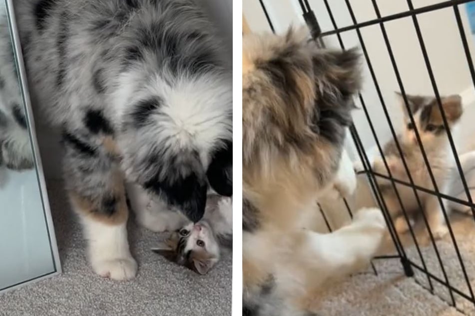Cat and dog become BFFs and thrill millions on TikTok