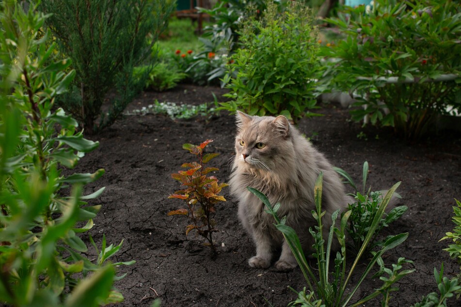 Many cats are particularly interested in the soil in flower beds.