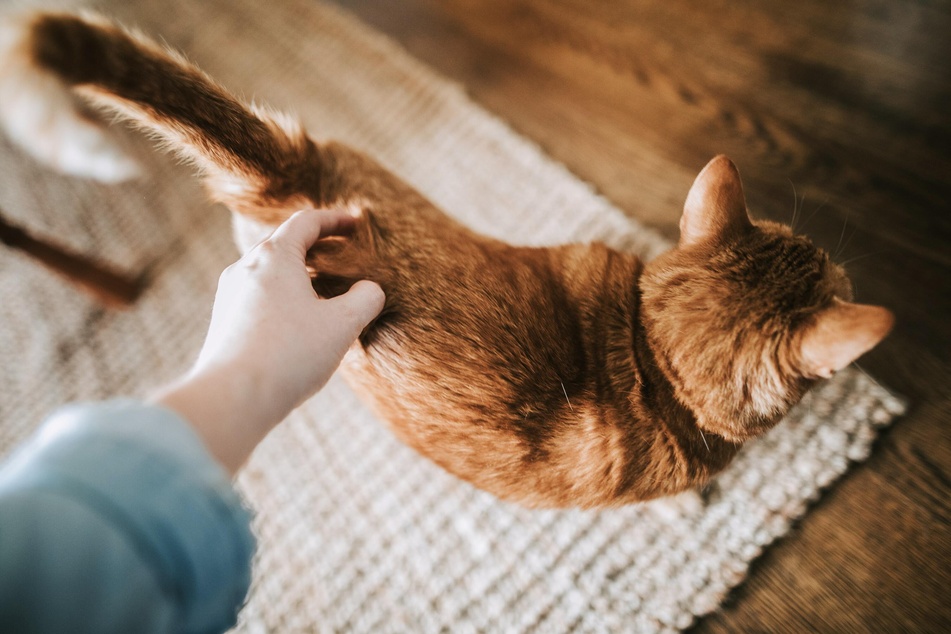 Why do cats put their butt in your face? Decoding that strange butt-bumping behavior