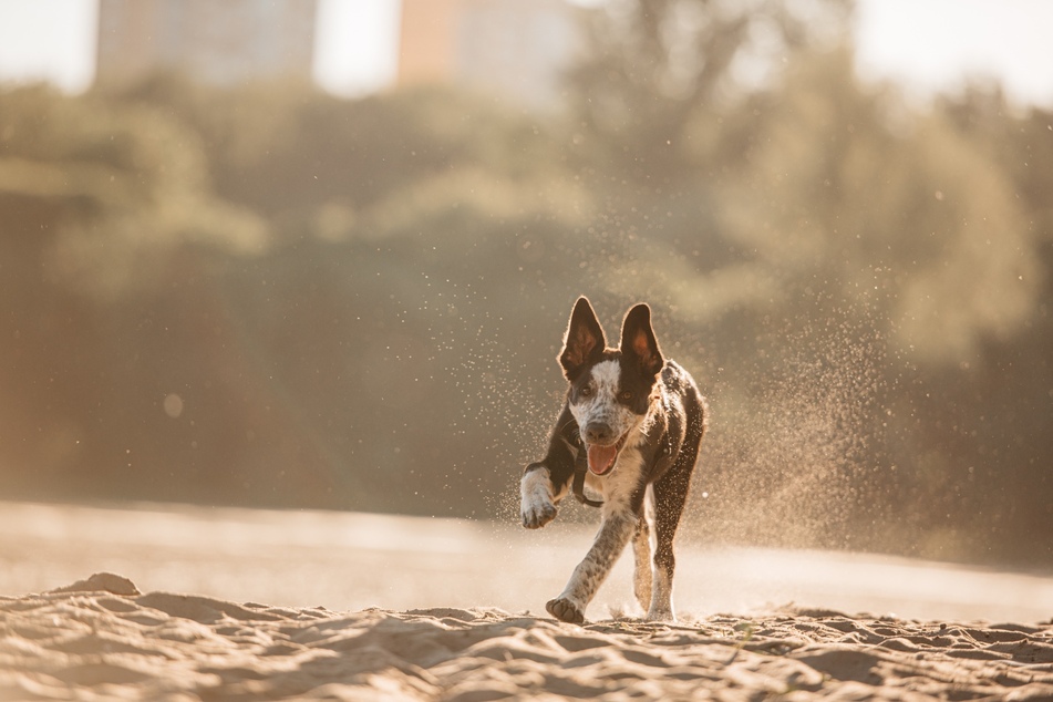 Zoomies are not limited to only outdoors but can be triggered at any time.