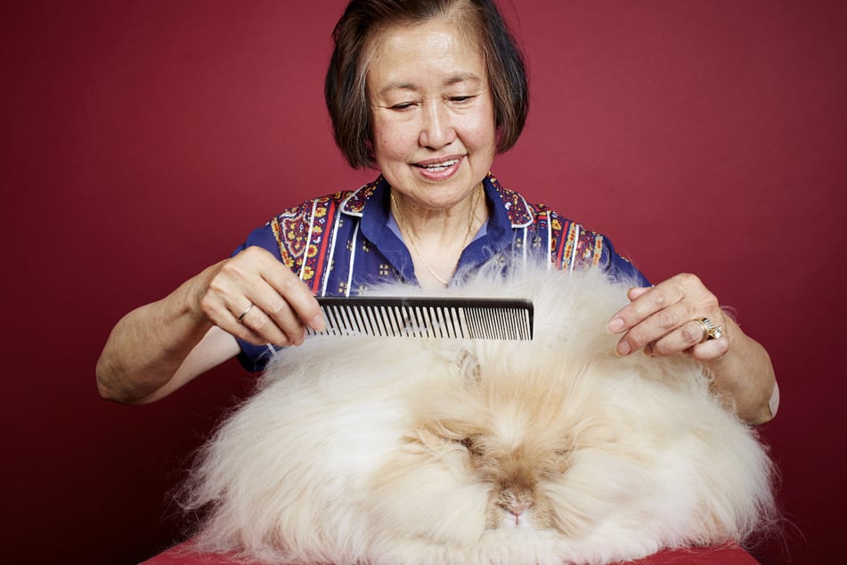 Betty Chu had a magical little creature living with her. So magical, in fact, that its fluffy fur was longer and puffier than the fur of any other rabbit in history!