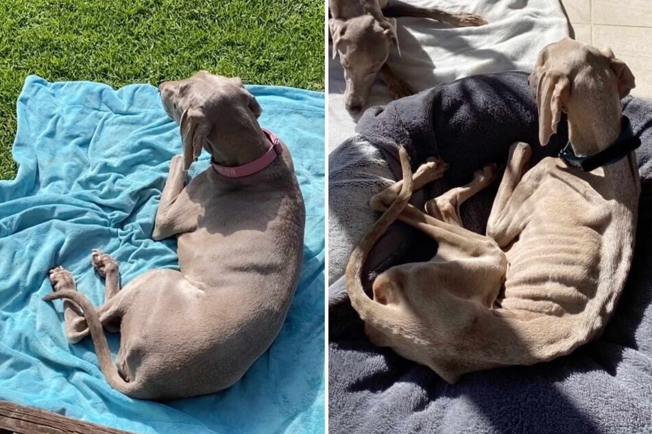 In a very short space of time, Harlow the dog lost huge amounts of weight and was soon just skin and bones.