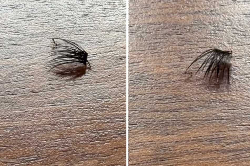 In reality, the "spider turned out to be ants trying to pull off a eyelash extension.