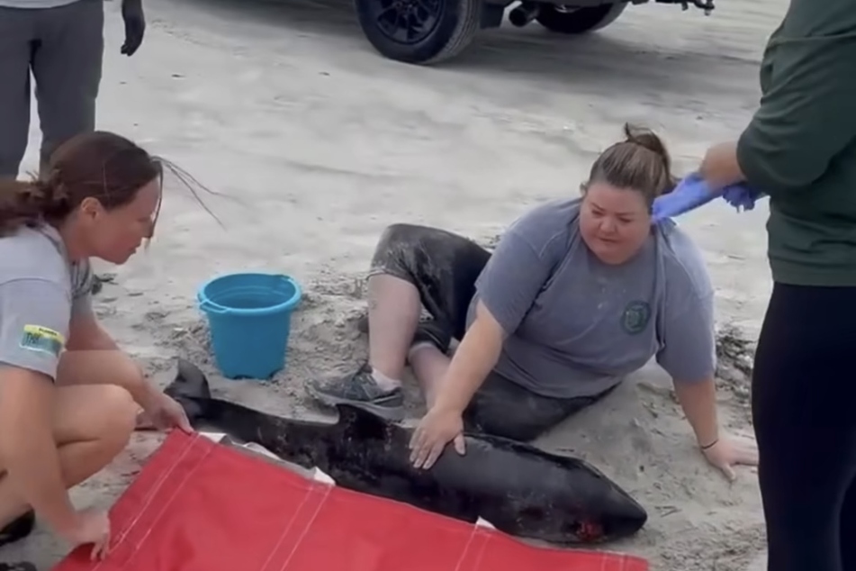 As it turned out, there was plastic in the stomach of the stranded animal.