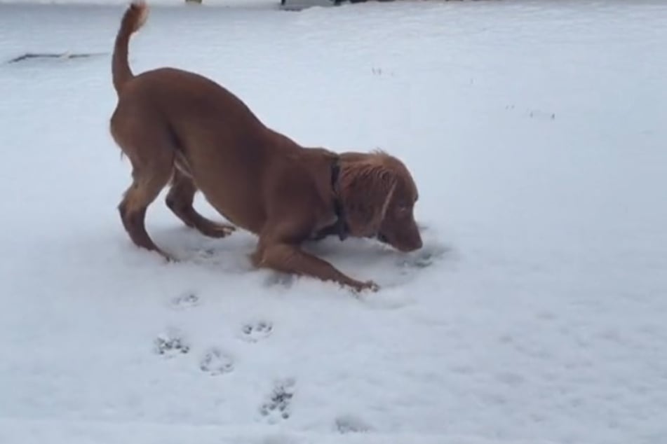 Roscoe the dog played happily in the snow, much to the surprise of his owner.