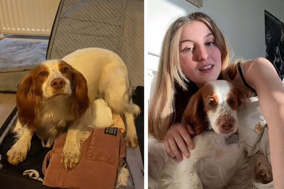 TikToker's dog melts hearts with cute puppy protest