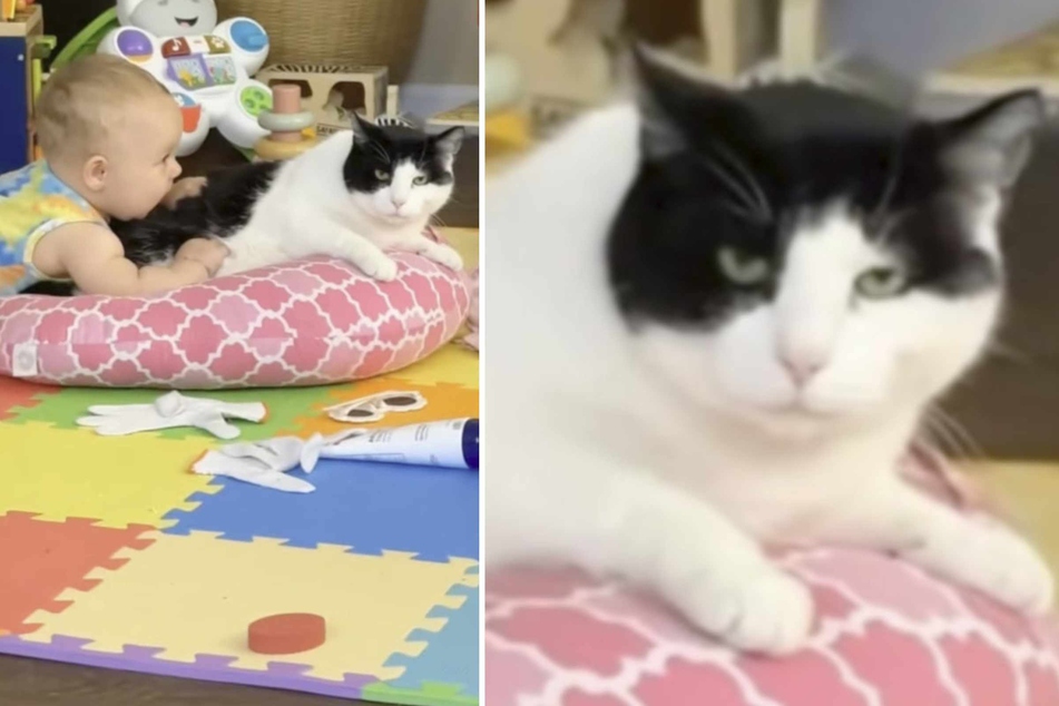 Cat isn't a fan of the new baby, but then suddenly everything changes