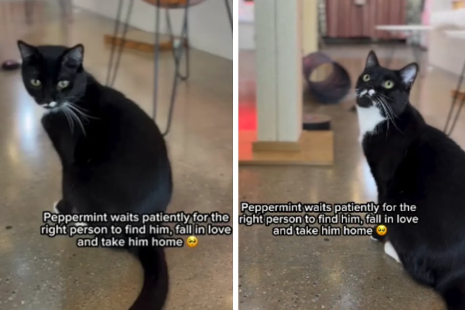 Hopeful rescue cat longs for a family of his own: "Every day, Peppermint waits by the door"