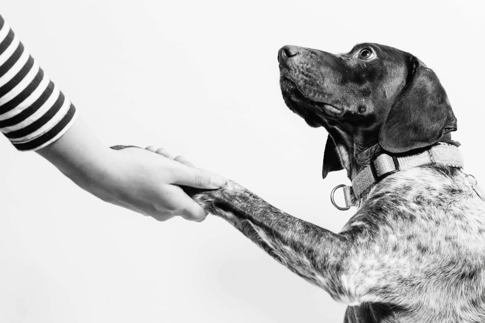 Dogs are desperate to communicate with you, despite being unable to talk.