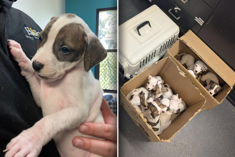 Animal shelter receives 15 puppies at once – but wait, are they all from the same litter?!