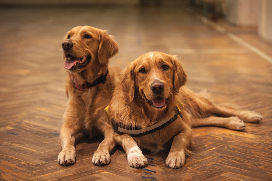 Once the hierarchy between the dogs has been clarified, nothing stands in the way of a peaceful relationship.