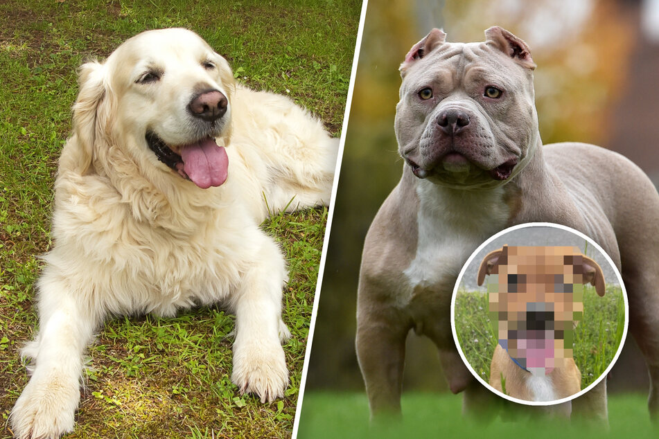 A "pawfect" golden retriever and pit bull puppy mix delights millions of TikTok fans