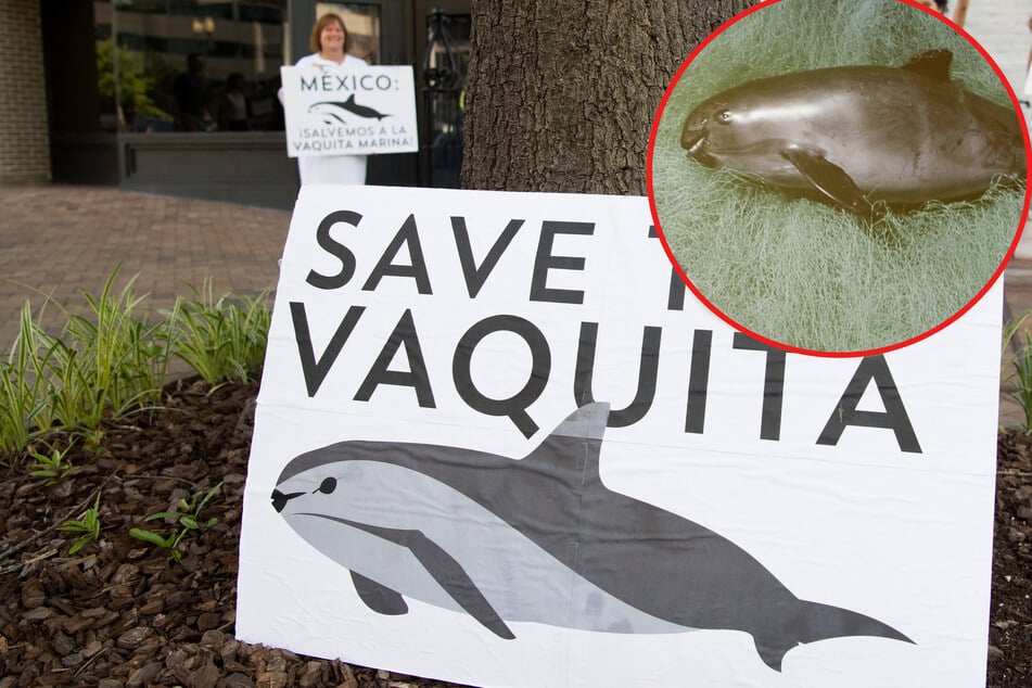 Researchers go looking for vaquita, the rarest whale on earth