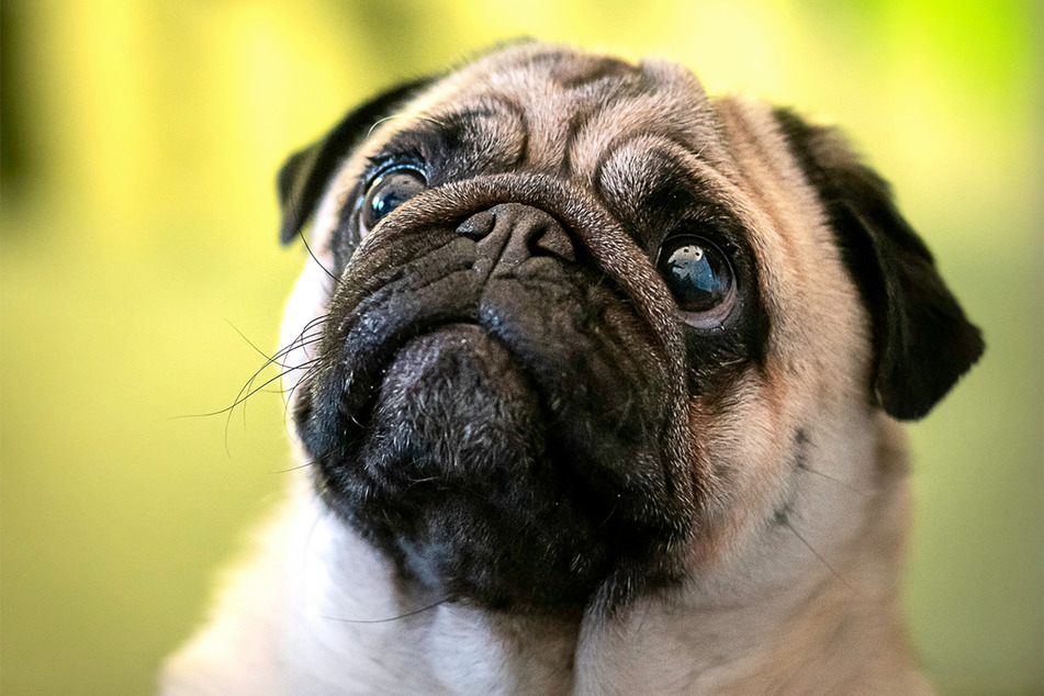 Is this the face of a dog who wants to go outside?