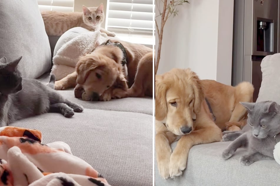 Fisher the dog grew up with cats and adopted their behavior.
