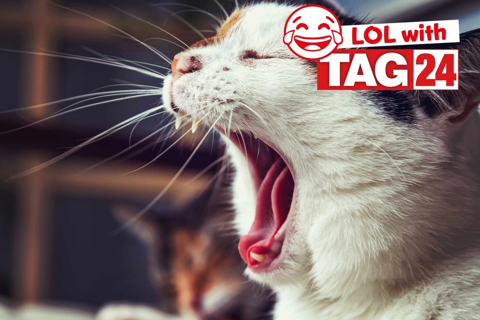 Joke of the Night for June 15, 2024: The best jokes to laugh Caturday away
