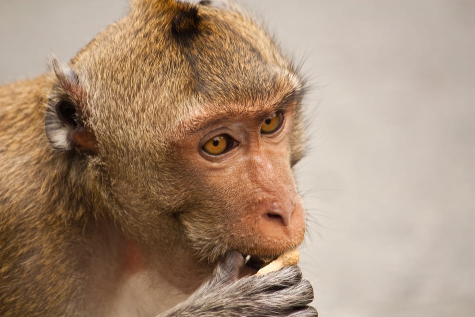 The monkey has been transferred for blood and observational tests (stock image).