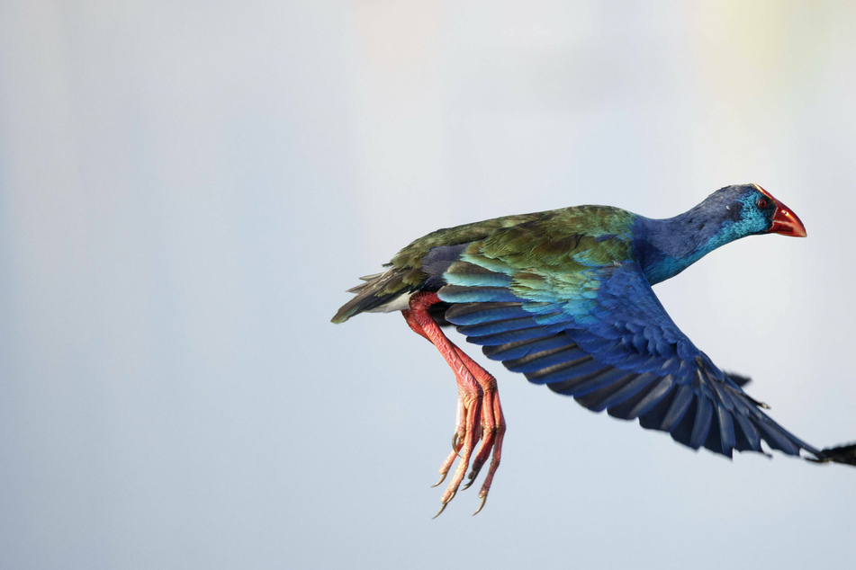 Strange exotic birds appear in Maine at an unlikely time of year